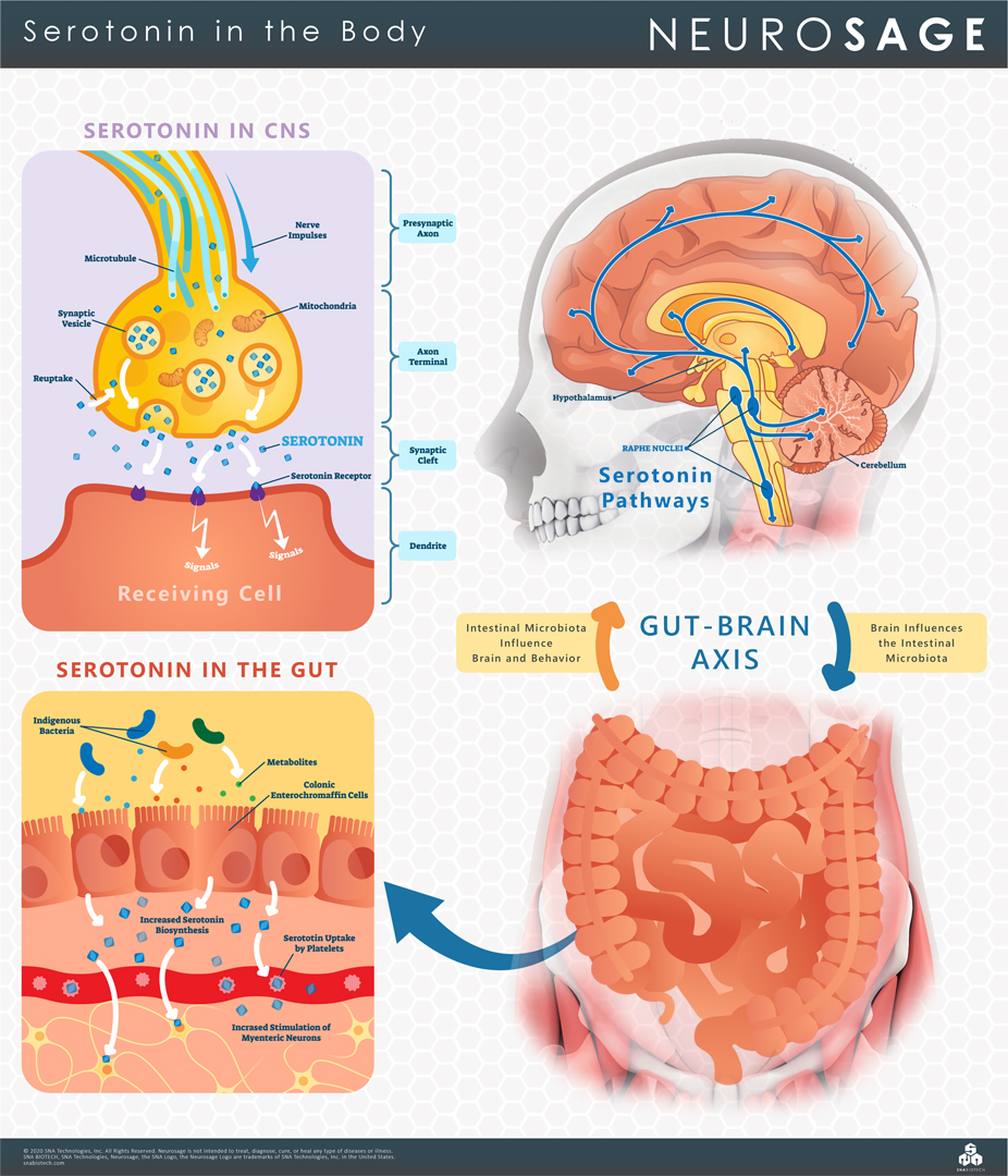 Serotonin in the Body